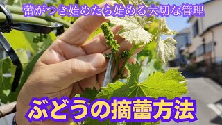 ブドウの蕾がつき始めました！摘蕾方法をご紹介します【庭先フェンス栽培】【巨峰】2023年5月5日