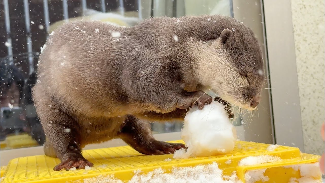 珍しい大雪に大興奮のカワウソ猫ファミリー！！ The otter cat family is thrilled by the rare heavy snowfall!!