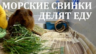 Морские свинки едят траву и морковку. Наши свинки делят еду. Funny Guinea pigs eat carrot and grass.