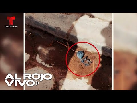 Encuentran supuesto cadáver de un extraterrestre en Bolivia