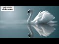 نغمة رنين موسيقى هادئة 2018