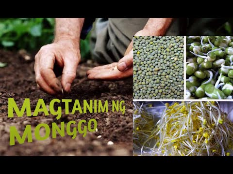 Video: Paano magtanim ng bean plant? Landing at pangangalaga