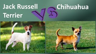 Jack Russell Terrier VS Chihuahua  Chihuahua and Jack Russell Terrier Differences