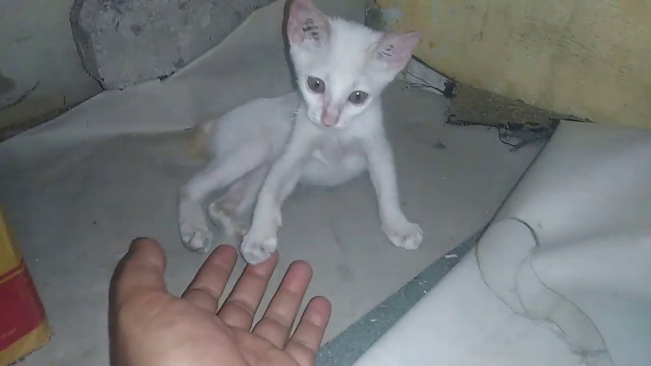Mengobati Anak kucing jamuran - Pecinta Kucing