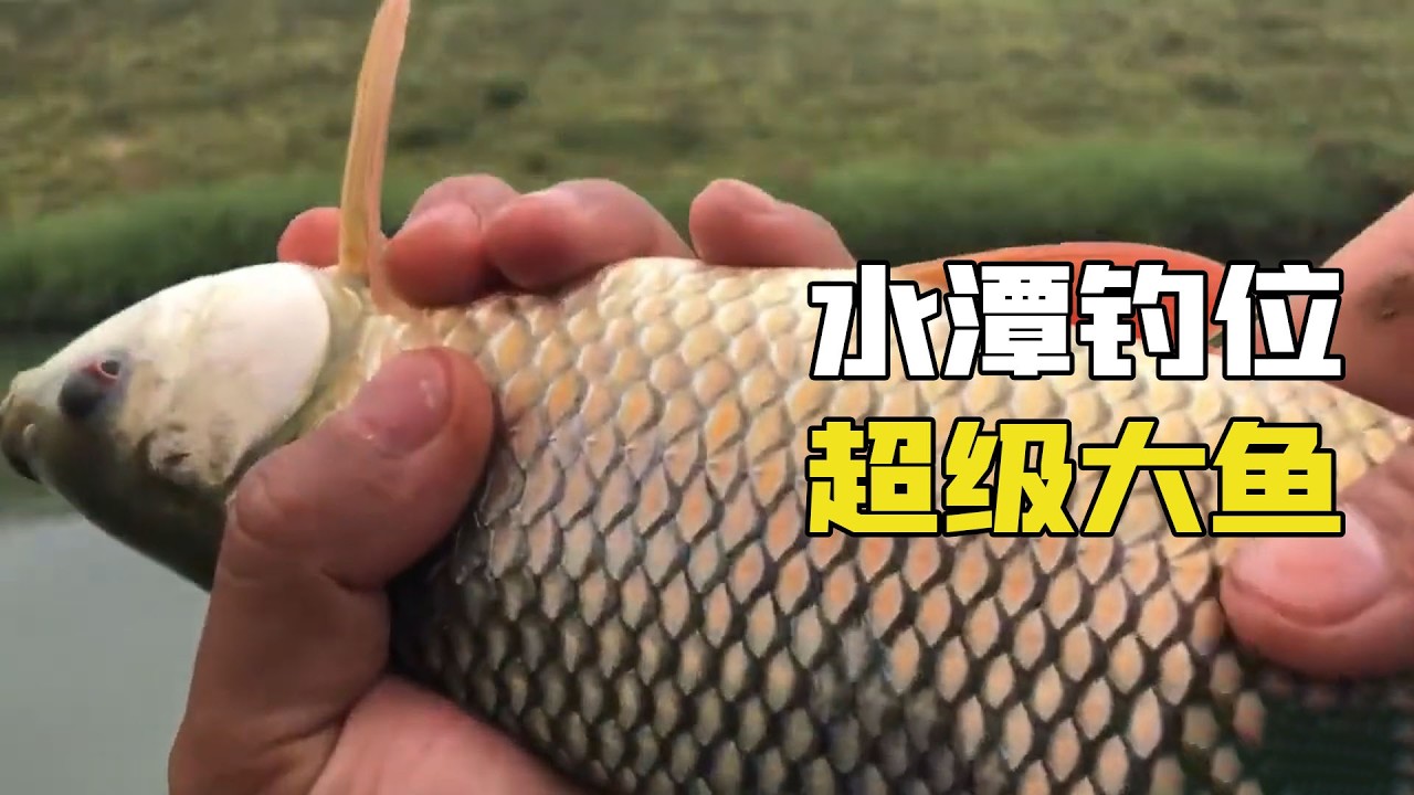 野釣深山小水潭，魚情暴躁一桿接一桿停不下來，結局新品種巨物上鉤震驚小夥！