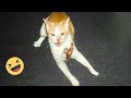 Holding your laugh while watching these  funny cats life
