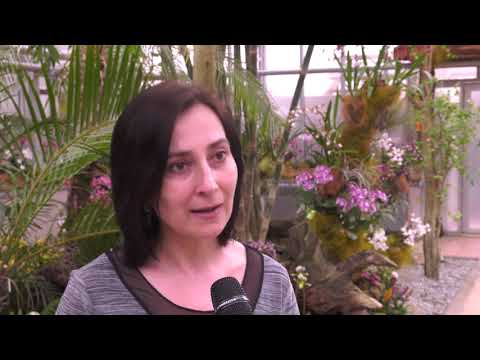 Video: Výstava Orchideí V Botanickej Záhrade V Petrohrade