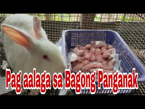 Video: Paano Malaman kung Buntis ang isang Mare: 7 Hakbang