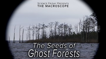 The Seeds of Ghost Forests