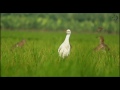 Great egret bird Video - [ Sarulprasanth ]