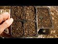 how to grow calendula from seed, how to start calendula from seed