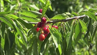 California cherry farmers struggle after heat and wind reduced 2025 crop Cherry Crops Headed For Disaster