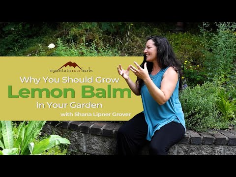 Vidéo: Lemon Bee Balm Care - En savoir plus sur les plantes de mélisse dans le jardin