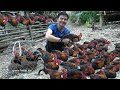 Sold out in a day, the whole flock of wild chickens. Robert | Green forest life