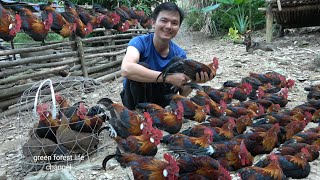 Sold out in a day, the whole flock of wild chickens. Robert | Green forest life