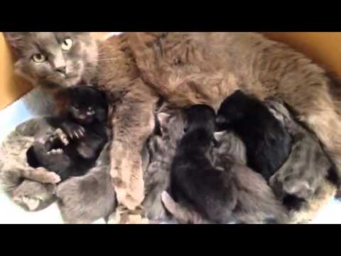 large litter of kittens