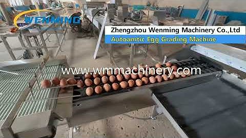 Egg Sorting Machine by weight