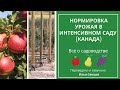 Нормировка урожая в интенсивном саду (Онтарио, Канада)