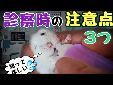 ハムスターの胆管線維症、早めの気づきとケアのチェックリスト