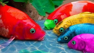 Stop Motion in Mud Koi Fish Rescued By Frog From Eel | Colorful Koi Fish | Primitive Cooking -CoCo