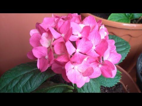 Video: Liatris, Hortenzija I Ehinaceja Cvjetaju U Ljetnim Vrtovima U Moskvi: Pejzažni Projekti Festivala Flower Jam Mijenjaju Boju I Oblik