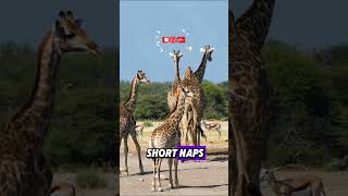 Why Do Giraffes Sleep So Little? 🦒💤 The 30-Minute Mystery! #shorts #animals #animalkingdom #facts