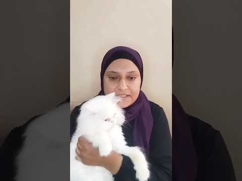 التهابات الأسنان عند القطط الاسباب والعلاج