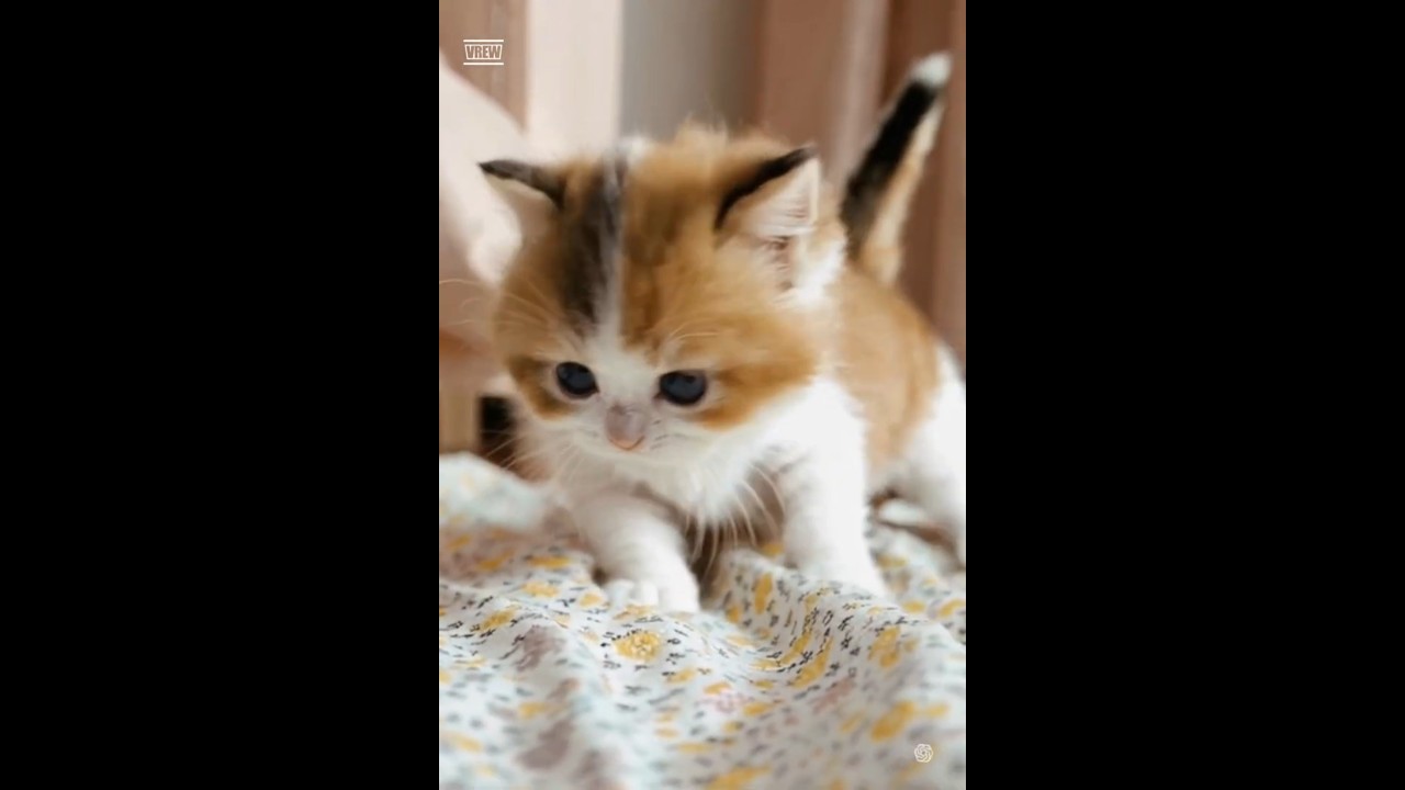 Two Tiny Babies Too Cute to Handle 😭💕 | PawPops Shorts 