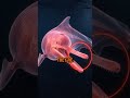 This is amazing rose dolphin 🐬… #amazinganimals #animalfacts #viral