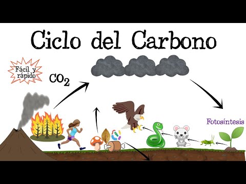 Video: ¿Cuál es el primer producto estable de asimilación de carbono?