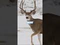 You month your deer