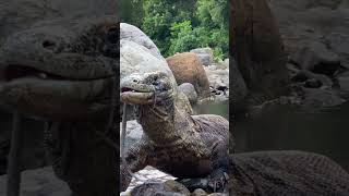 Komodo dragons stick out their olfactory tongues.
