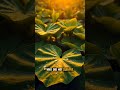 Why Taro Is Family in Hawaiʻi 🌱 #HawaiianArt