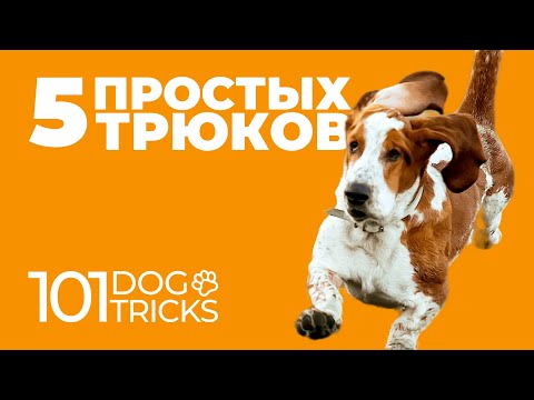 5 простых трюков 🐩 Каким командам можно научить собаку 🐾 Как приучить щенка трюковой дрессировке 🐶