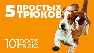 5 простых трюков которые сможет любая собака 🐶 Трюковая дрессировка 🐶 Трюки для всех пород собак 🐕