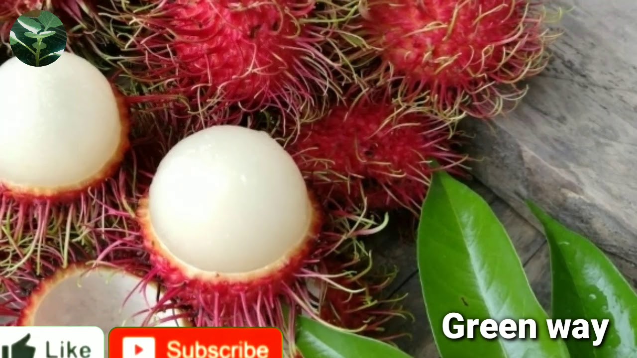 How To Grow Rambutan زراعة الرامبوتان والفوائد فاكهة غريبة Youtube