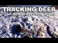 What In the World Are the Deer Doing ― Winter Tree Protection