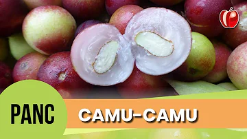Para que serve o Camu-camu?