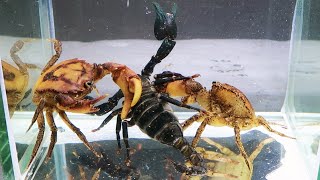 Emperor Scorpion vs 2 Crabs Underwater