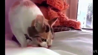 ЛУЧШЕЕ ВИДЕО ПРО ЖИВОТНЫХ, ПРИКОЛЫ, НАРЕЗКИ ВИДЕО #31 ЛУЧШЕЕ ВИДЕО ПРО ЖИВОТНЫХ, ПРИКОЛЫ, НАРЕЗКИ ВИДЕО #31