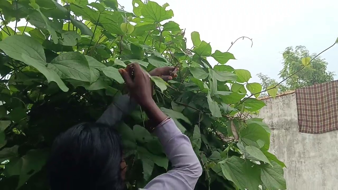 அவரக்காய் அறுவடை பண்ணலாம் வாங்க greeting card was started reuse idea