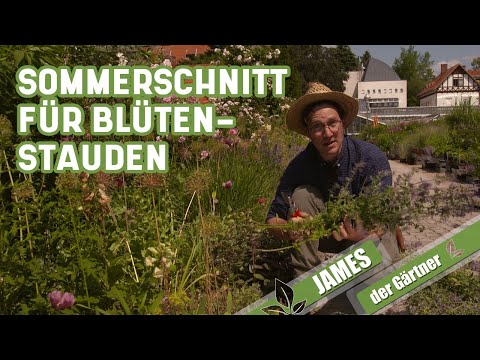 Video: Ist es in Ordnung, die Blüten von Funkien abzuschneiden?