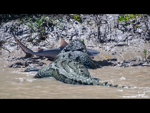 Видео: Живут ли аллигаторы в прибрежных водах?