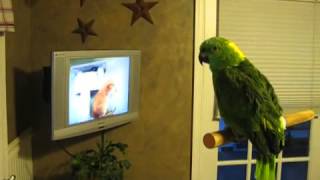 Laughing Bird| Home Video Licensing