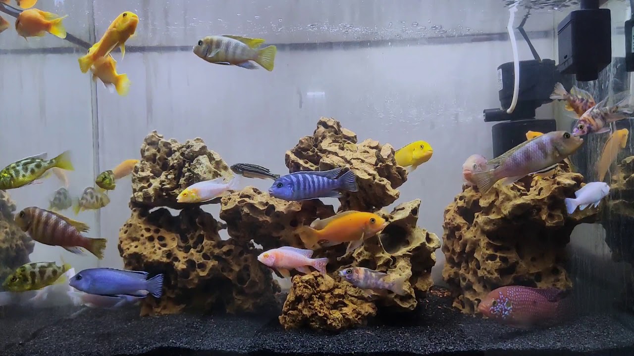 African Cichlid  Fish Tank My Aquarium  YouTube