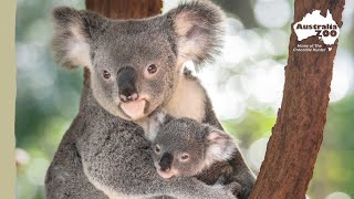 It’s Koala weigh day! | Australia Zoo Life