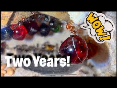 Two Years of keeping Honeypot Ants!