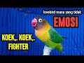 LOVEBIRD Ngekek Panjang KOEK KOEK Fighter NAIKKAN EMOSI LOVEBIRD LOYO YANG SUSAH BUNYI Segera Nyaut