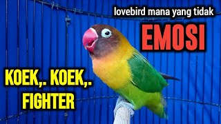 LOVEBIRD Ngekek Panjang KOEK KOEK Fighter NAIKKAN EMOSI LOVEBIRD LOYO YANG SUSAH BUNYI Segera Nyaut