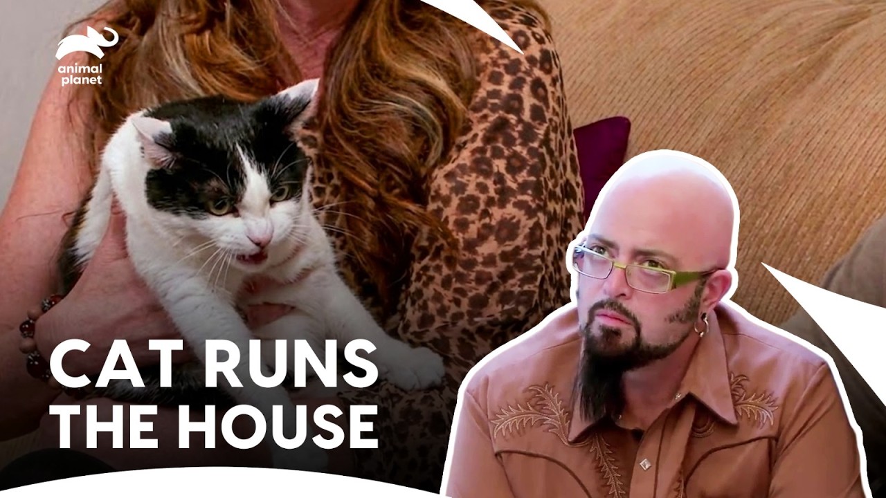 Этот разъяренный кот превращает мирный дом в зону боевых действий | Мой кот из ада, 4 сезон, 12 с...